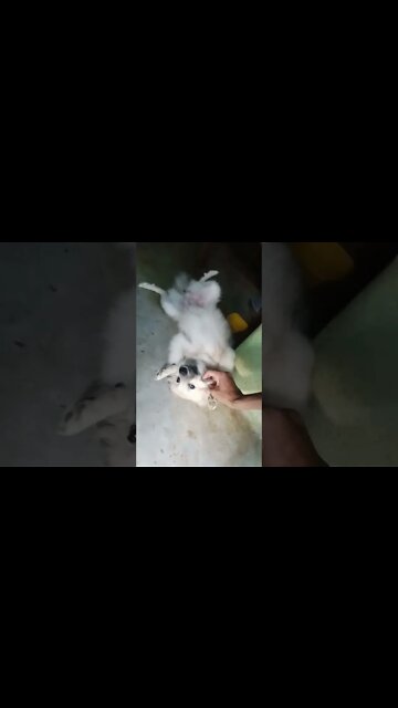 Adorable Puppy Cuddles Up to Owner's Face! #Dogs #Shorts