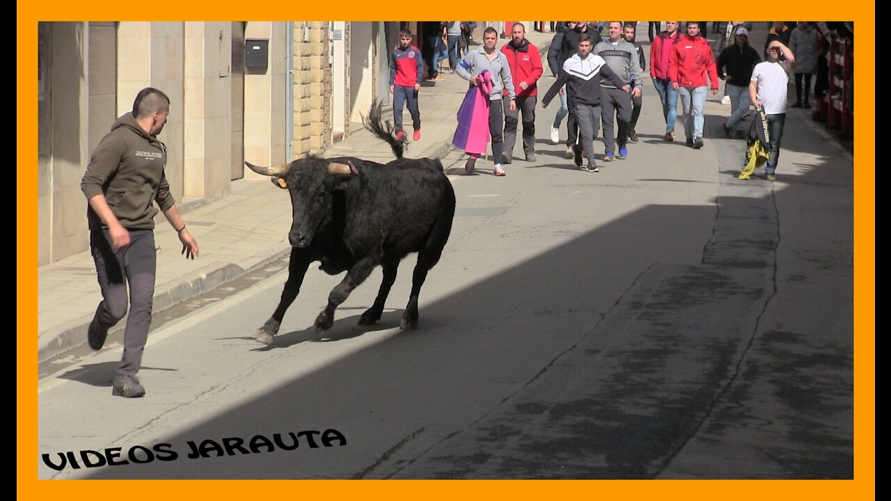 FITERO (NAVARRA) MATINAL ENCIERRO DE NOVILLOS (DOMINGO 13 MARZO 2022) MERINO