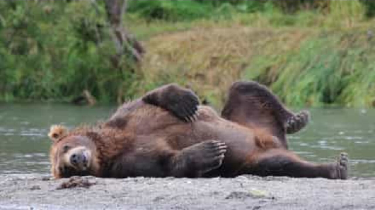 Bear looks at fish but is too lazy to catch lunch