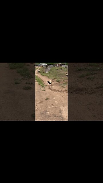 String walks are full again @ LivingWaterFarms247