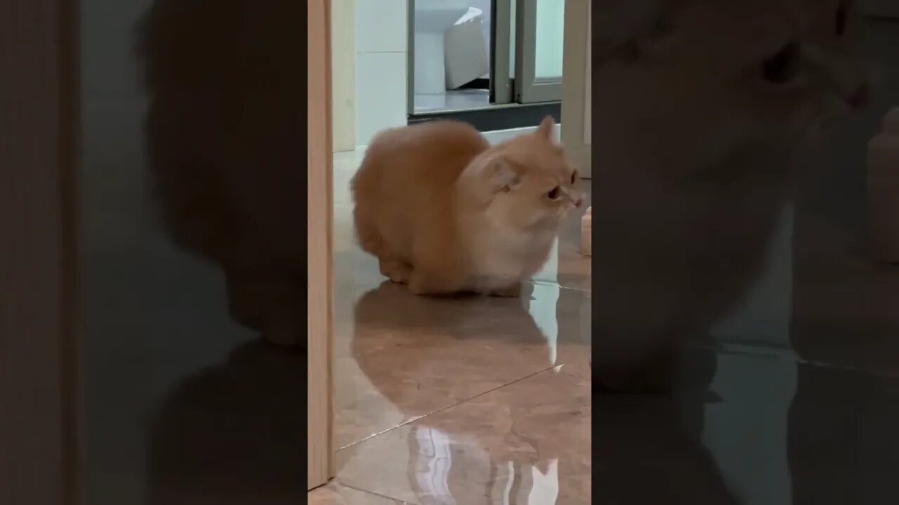 Cute and funny animals videos 2023 😺🐶 P-1 #shorts