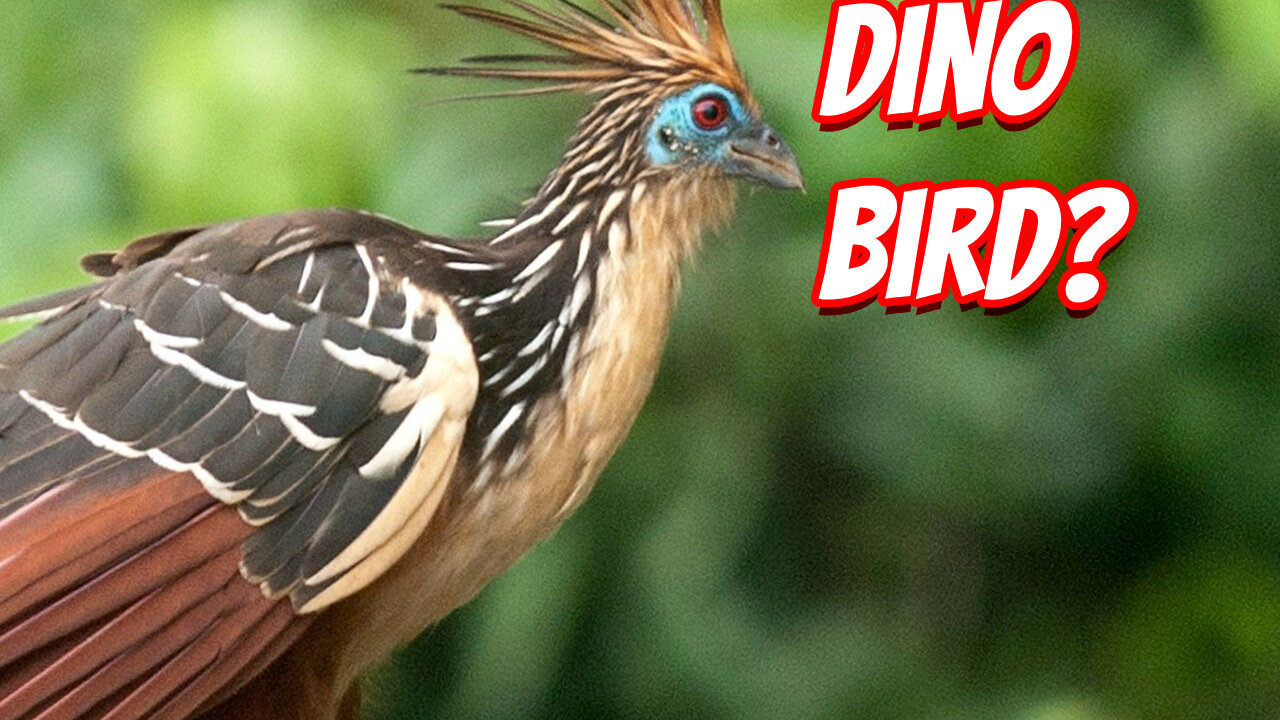 The Weird Hoatzin!