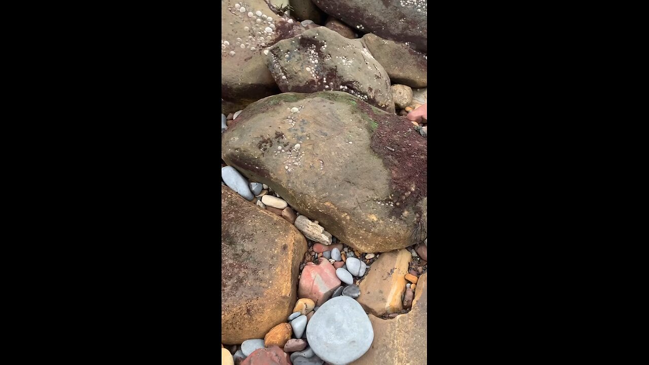 finding fossils #rumble #fossil