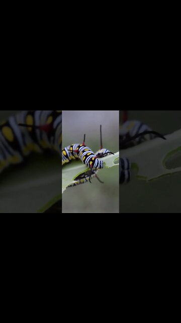 #Shorts #Insects #Cute #Caterpillar #Peace #Love #Care