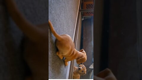 doguinho
