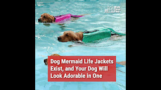 Dog Mermaid Life Jackets Exist, and Your Dog Will Look Adorable in One