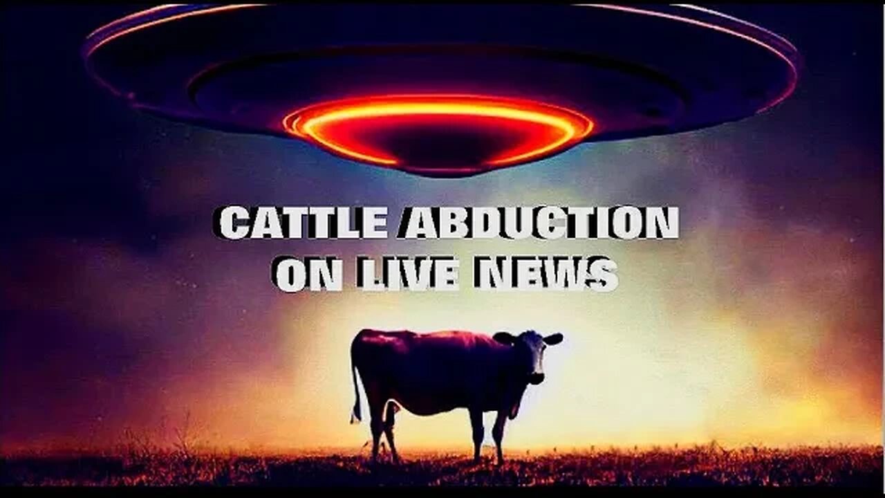 Angus Cow Abducted on Uruguayan LIVE NEWS! #shorts #viral #trending #viralvideo #fypシ #short