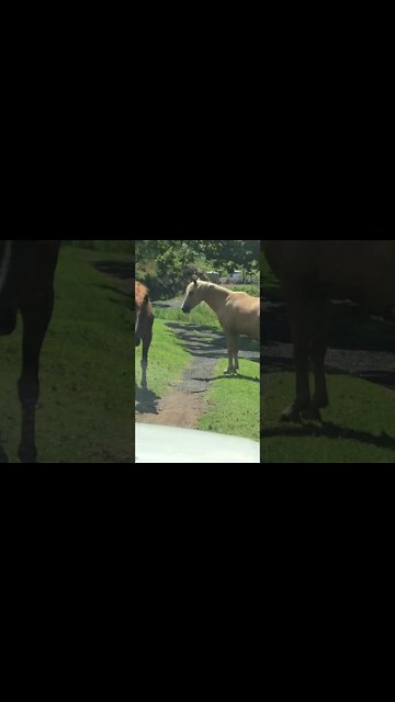 Brumbies Standing in the Middle of the Road