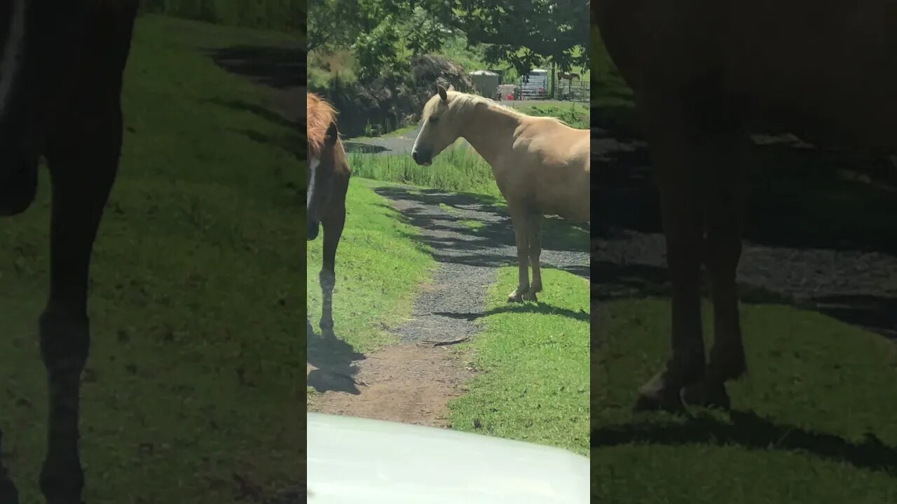 Brumbies Standing in the Middle of the Road