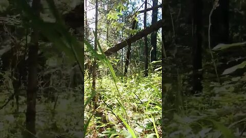 Trekking through forest undergrowth