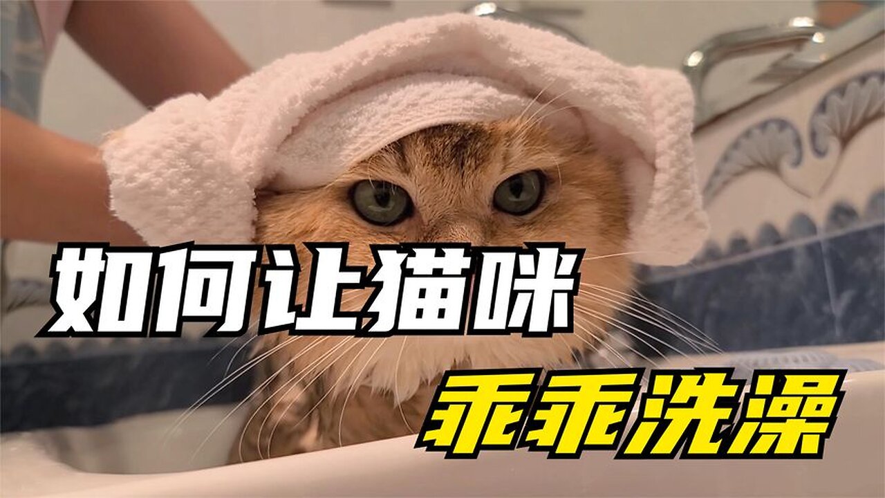 How do you get your cat to take a bath?