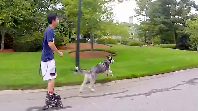 Siberian Husky vs Rollerblade in a Off Leash Race