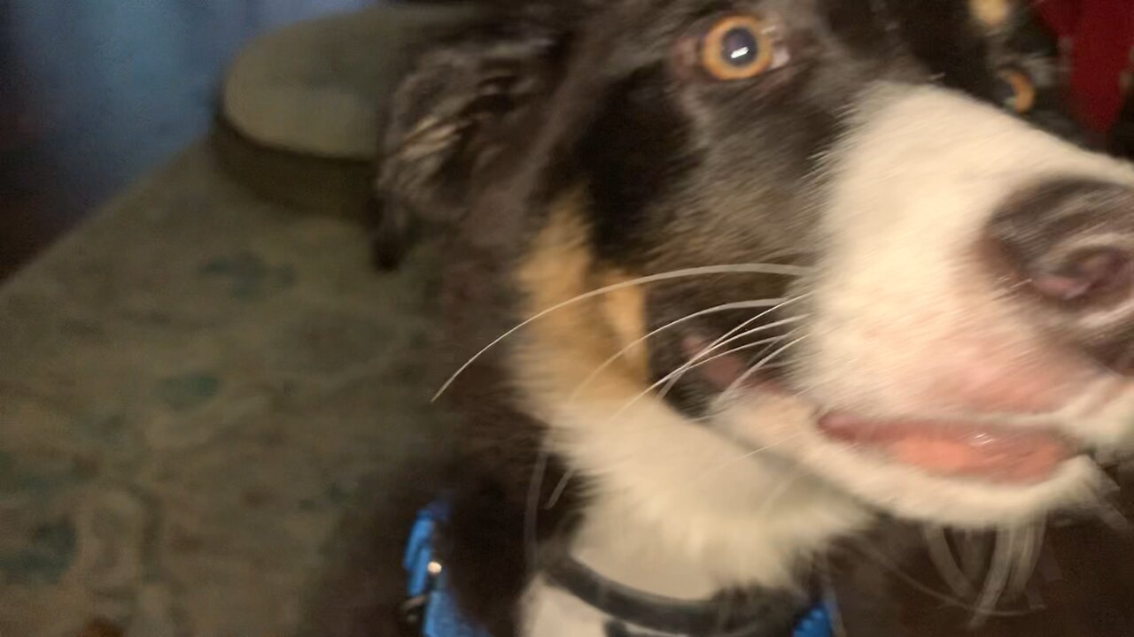 Puppy Training Tip