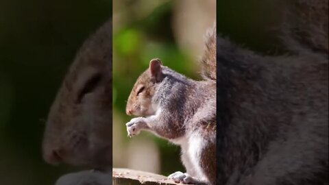 Squirrels’ front teeth never stop growing, and they need to get worn down by gnawing on nuts.