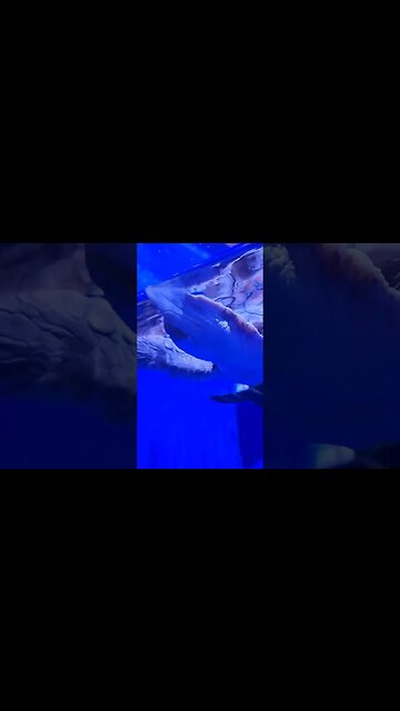 Sea turtle, Pineknoll shores aquarium #atlanticbeach