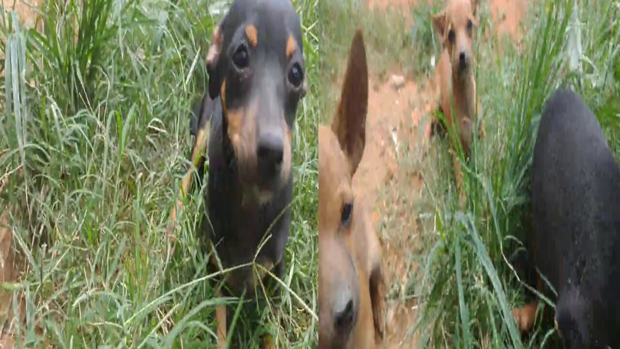 dog kidding with your dono