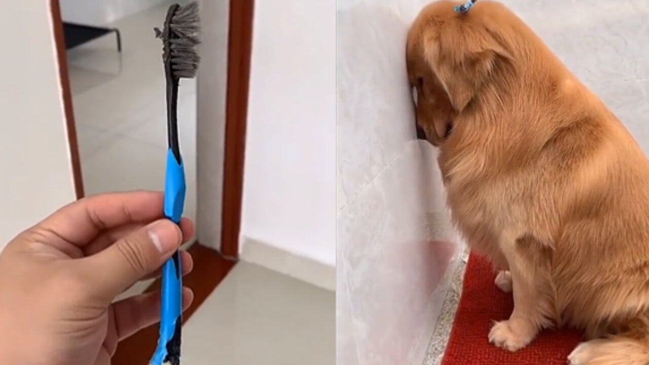 Dog destroys toothbrush, and deeply regrets