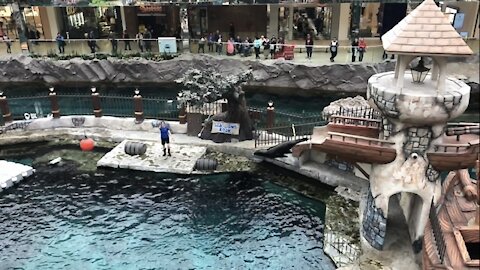 Fur seal jumps at West Edmonton Mall