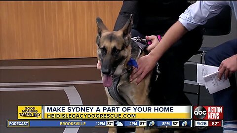 Rescues in Action June 8 | Share your home with Sydney