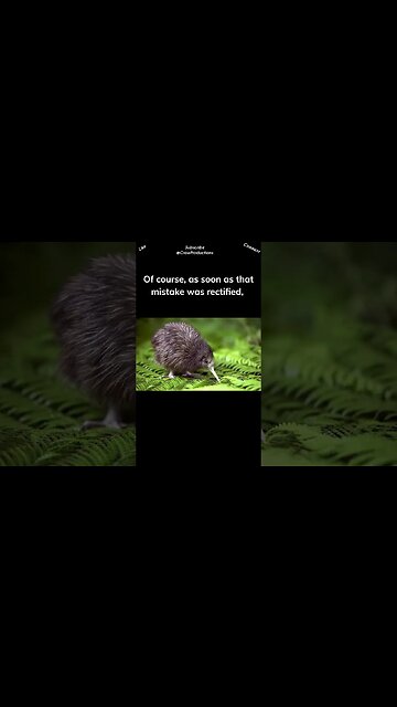 Kiwis are agile #kiwi #shorts