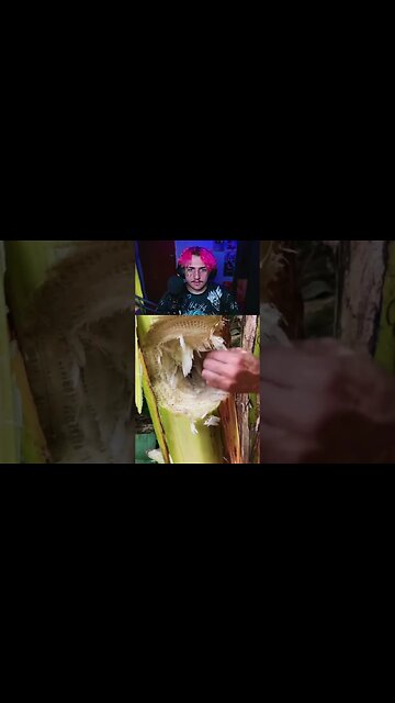 REACT SPIDER SLACK - Como achar dinheiro em bananeiras