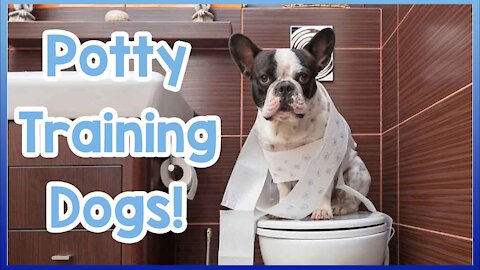 7 quick tips for TOILET TRAINING a Dog or cat