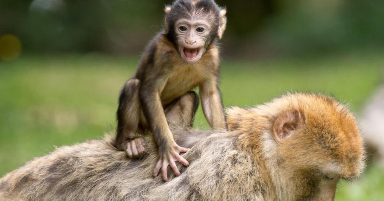 Watch how the monkey exercises