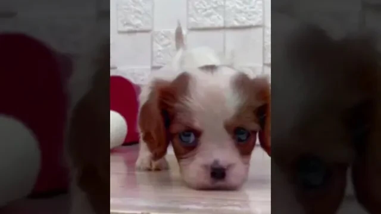 Funniest Cat and Dog Videos Compilation