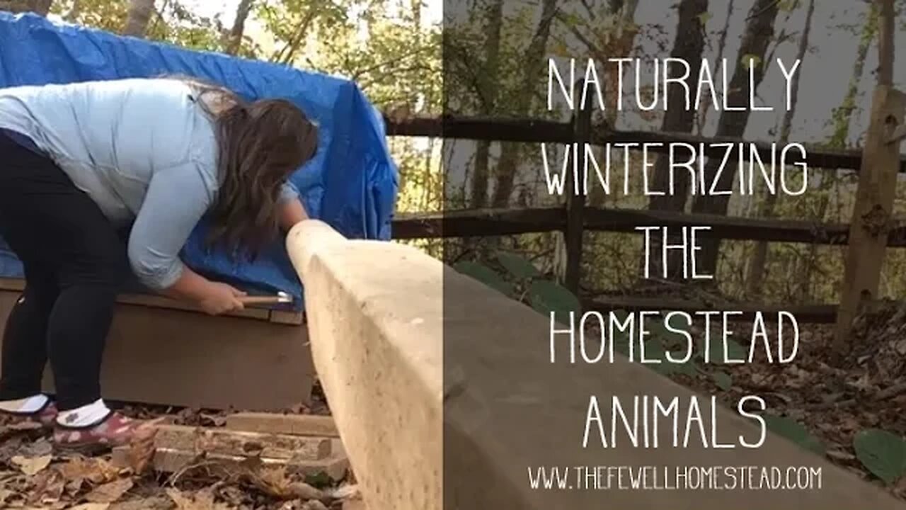 Winterizing Our Small Livestock on the Homestead