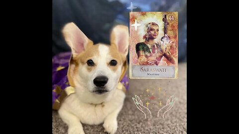 Jasper the Corgi has your Divine Message!