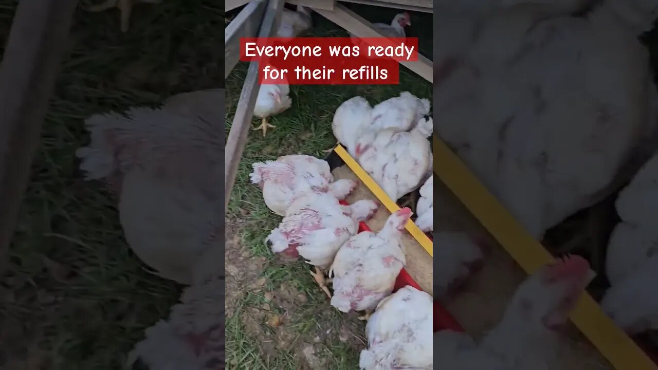 meatbirds stay ready for food #chicken #homestead #farm #chickenfarm #shorts #video