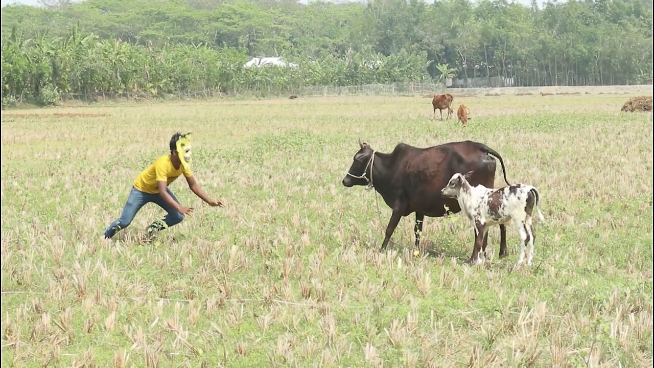 Fake Tiger Prank cow