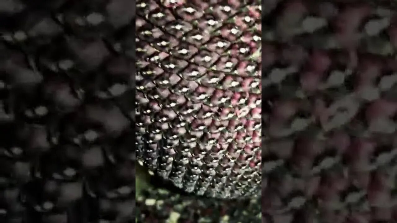 My Biggest Purple Seeds!!