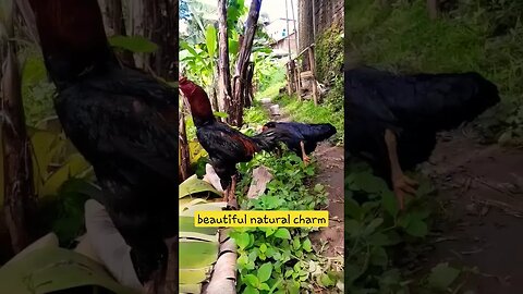 natural beauty in a banana plantation