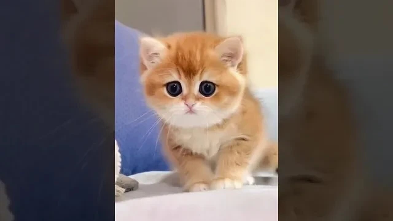 Cutes Kitten #funny #cats #kitten #ytshorts