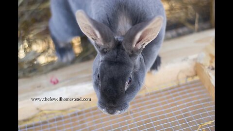 Homestead Rabbit Series Part 3 | What to Feed Your Rabbits