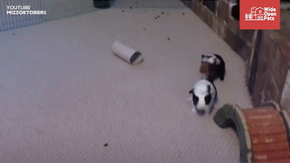 Guinea Pigs 'Popcorn' When They're Happy