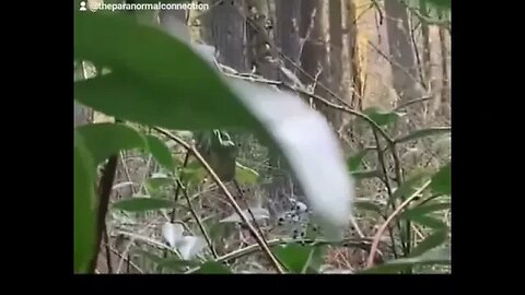 What is this creature?