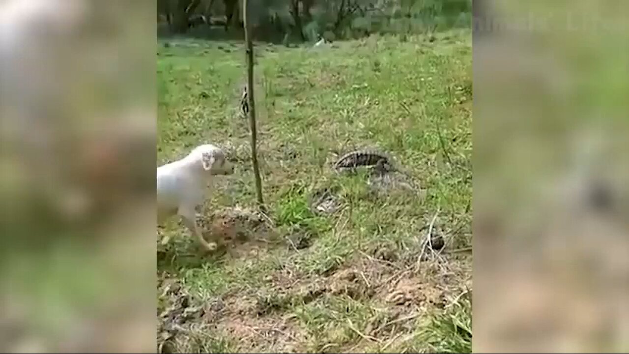 #Funny animal #best Funny video #Entertaiment