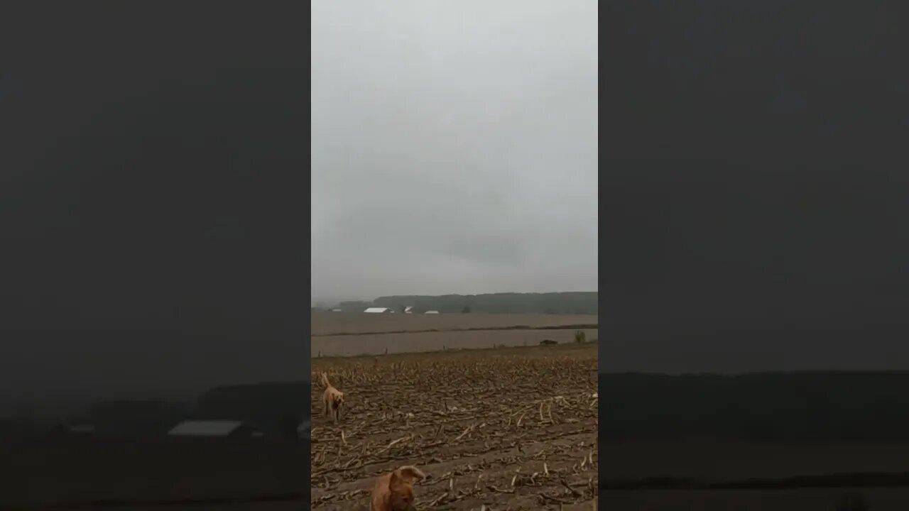 Lola retrieving a Dove - 2022 Dove Season