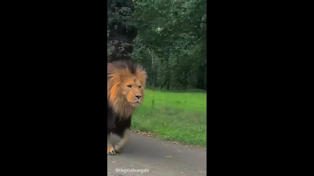 Just a lion #shorts #animals #cute #puppies #sea #monkey #world #funny #funnyvideo #truth