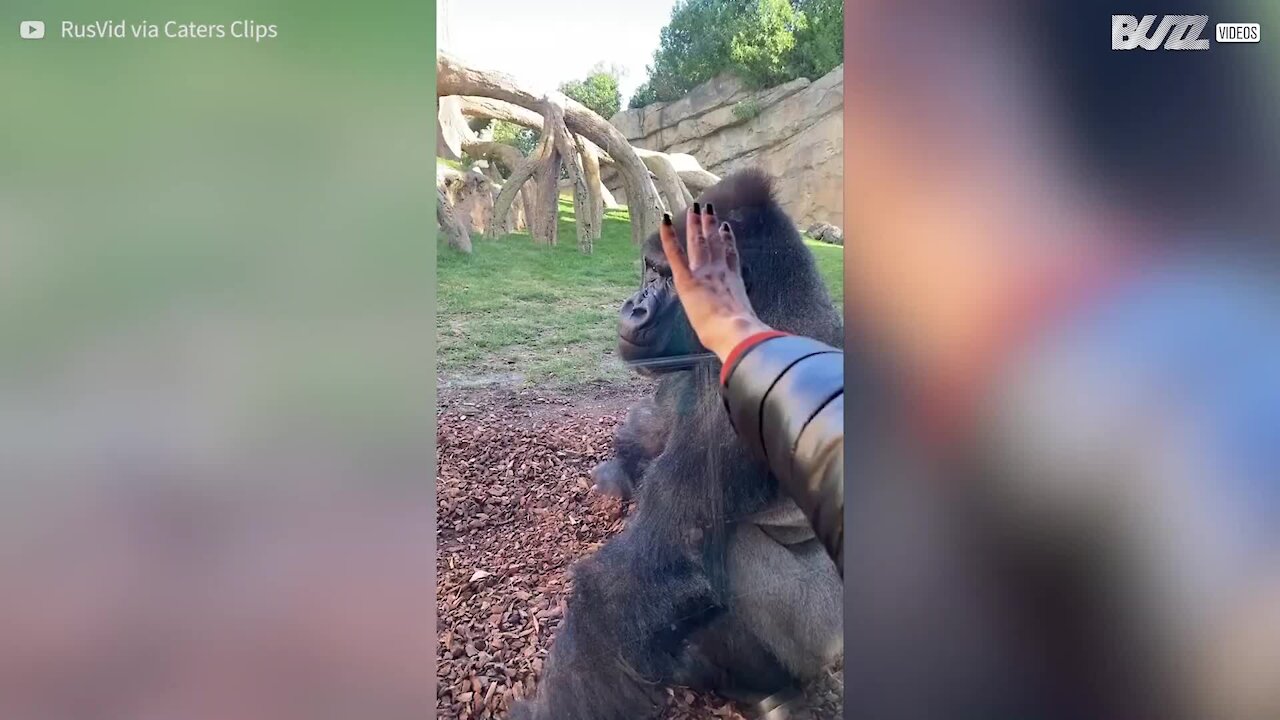 Gorilla has no time to monkey around with zoo visitor