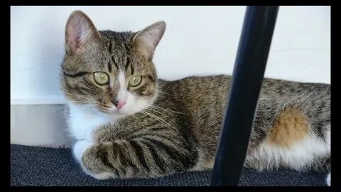 Cat Photography