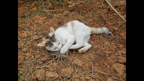 Country cat play with grass and soil.