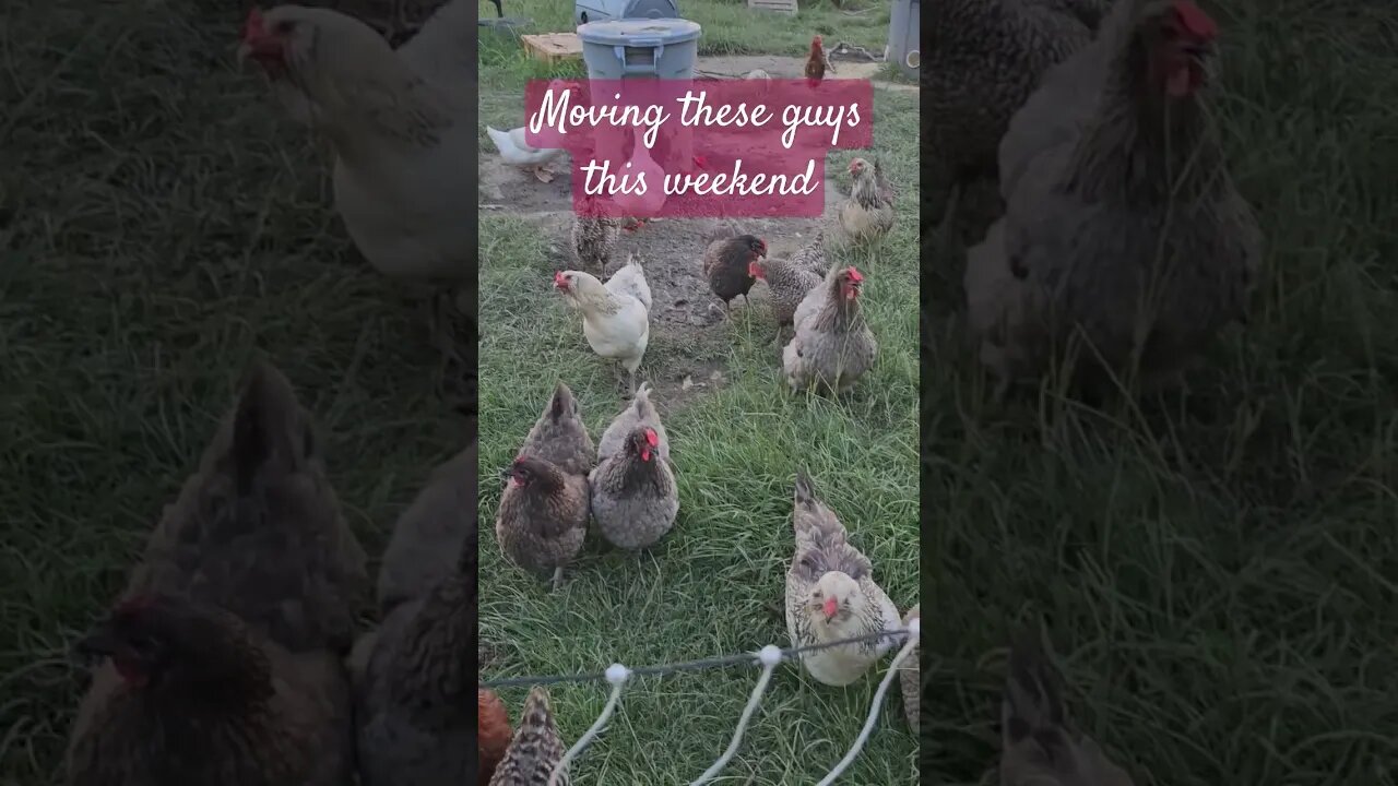 still hot at 8 pm #farmlife #homestead #chickenfarm #chicken #farm #shorts #video