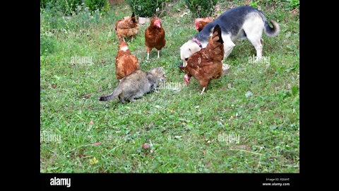 Chicken VS Dog Fight - Funny Dog Fight Videos