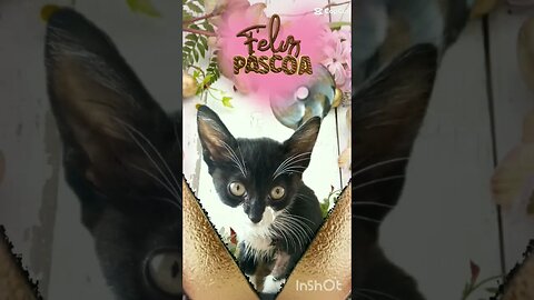 Feliz Páscoa Gato Bartolomeu Tunico 😺