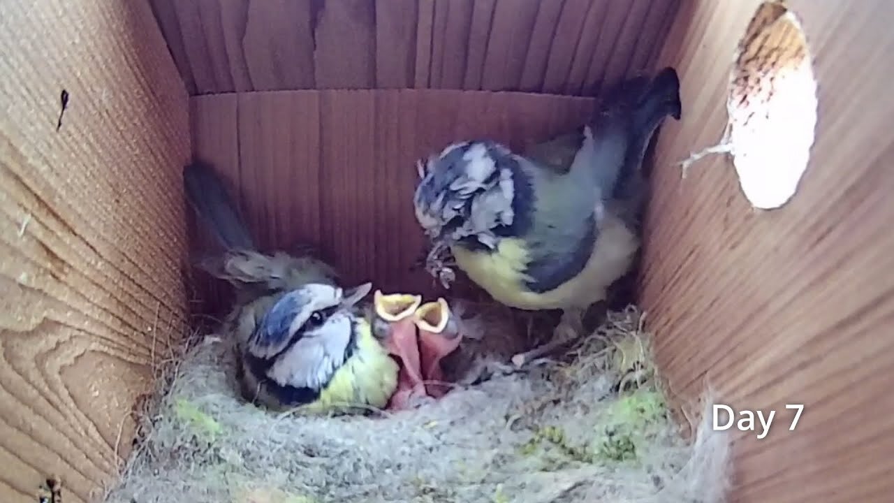 First Egg Hatching to Chicks Fledging - 21 days in 21 mins