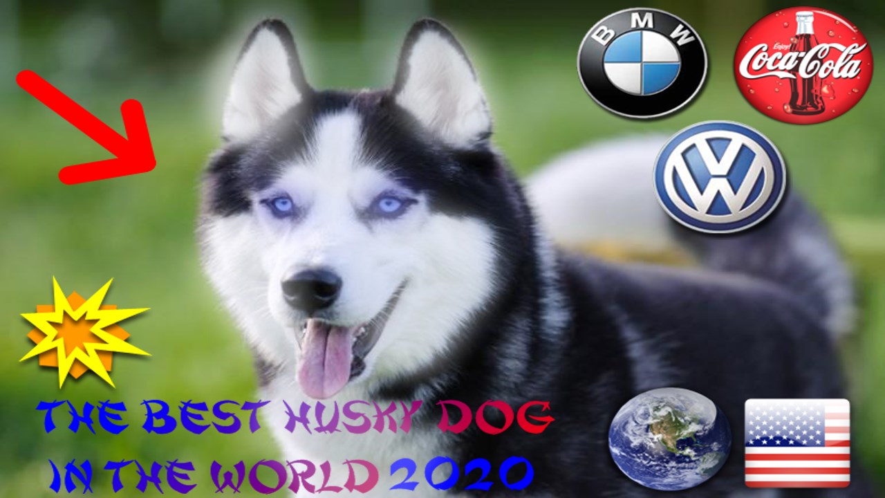 The best Husky dog🐶 in the world! Im a dog lover 💜