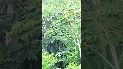 Relaxing rain video| raining |short cinematic rain video #shorts